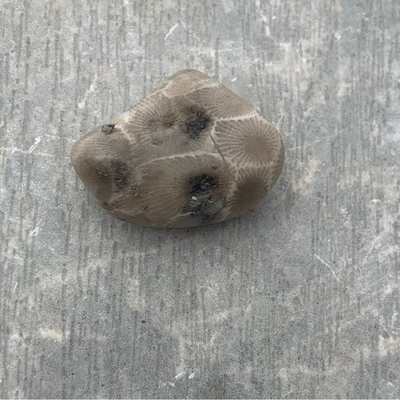Petoskey stone - Picture 4 of 4